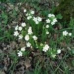 Moehringia ciliata Flower