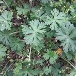 Geranium carolinianum Blad