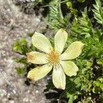 Anemone baldensis Květ