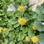 Doronicum grandiflorum Blad