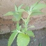 Stevia rebaudiana Ліст