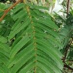 Piptadeniastrum africanum Leaf