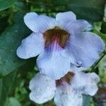 Thunbergia laurifolia Flower