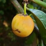 Garcinia cochinchinensis Frutto