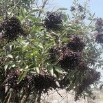 Sambucus nigra Gyümölcs