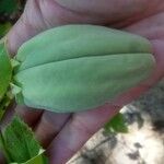 Araujia sericifera Frukt