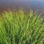 Cyperus laevigatus 整株植物