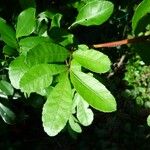 Schinus terebinthifolius Leaf