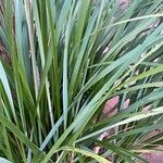 Calamagrostis breviligulata Leaf