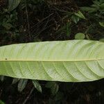 Conchocarpus nicaraguensis Blad