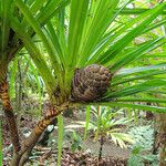 Pandanus letocartiorum 果實