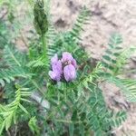 Astragalus danicus Квітка