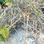 Pyrenacantha malvifolia Natur