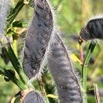 Cytisus scopariusFruto