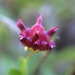 Trifolium depauperatum Blomst