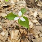 Trillium undulatum برگ