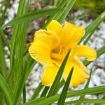 Hemerocallis lilioasphodelus花