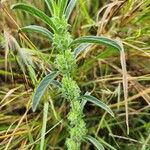 Meiosperma bracteatum Φύλλο