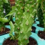 Euphorbia ritchiei Escorça