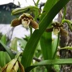 Prosthechea lividaBlüte