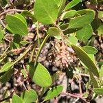 Arctostaphylos patula 花