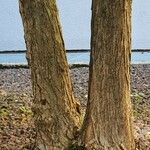 Cercidiphyllum japonicum Bark