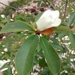 Magnolia doltsopa Foglia