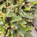 Asplenium ceterach Blad