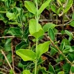 Jasminum fluminense Leaf