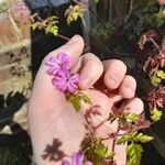 Geranium purpureum Çiçek