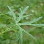 Geranium columbinum Blatt