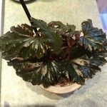 Begonia aconitifolia ᱥᱟᱠᱟᱢ