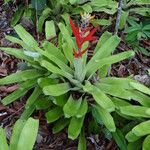 Aechmea lamarchei 花