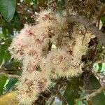 Syzygium multipetalum Flower