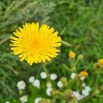 Sonchus arvensisFlower