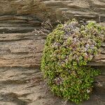 Limonium minutum Foglia