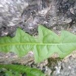 Taraxacum clemens Hoja