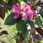 Malus × floribunda Цвят
