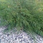 Indigofera arrecta Folha