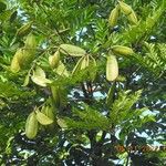 Jacaranda copaia Fruit