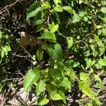 Fallopia baldschuanica Leaf