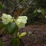 Rhododendron campylocarpum Характер