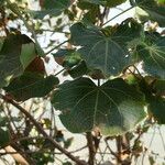 Thespesia populneoides Leaf