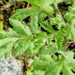 Artemisia princeps Характер