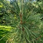 Pinus thunbergii Leaf