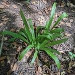 Carex plantaginea Leaf