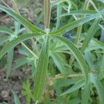 Delphinium staphisagria Alkat (teljes növény)