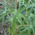 Delphinium staphisagria Habitus