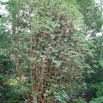 Rhododendron thomsonii Hábito