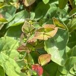 Euphorbia dulcis Blomma